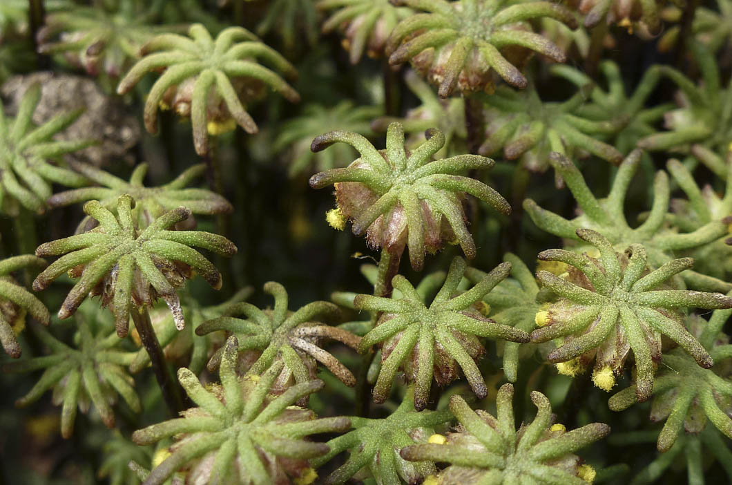 Marchantia polymorpha